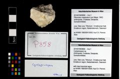Foto (Objekt + Etikett) von Cycloprosopon sp.  (NHMW-GEO-2014-0194-0858)